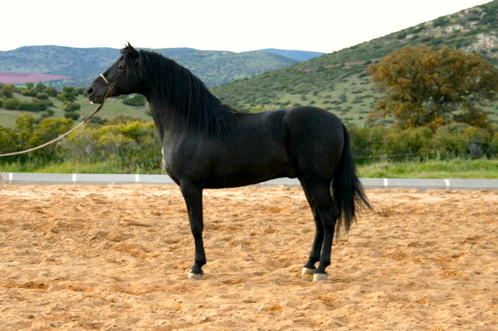 BELICO VII