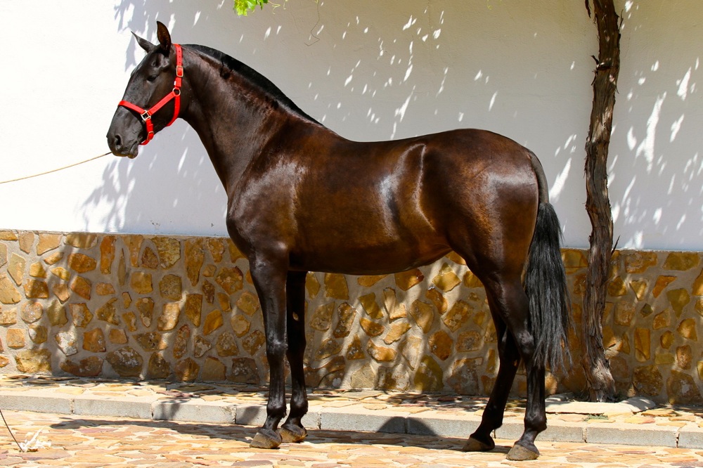 CARIÑOSA CCCXXXVIII