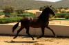 carinosa5.jpg