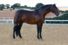 chiquillo01.jpg