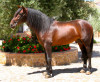 chiquillo05.jpg