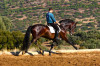 chiquillo09.jpg
