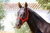clasica3.jpg