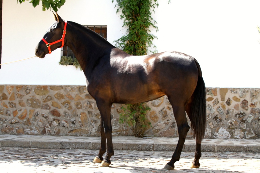 CLASICA VI