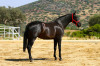 clasica5.jpg