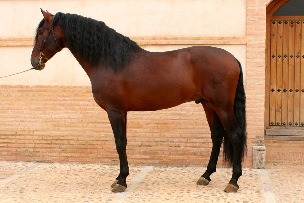 PODEROSO LX